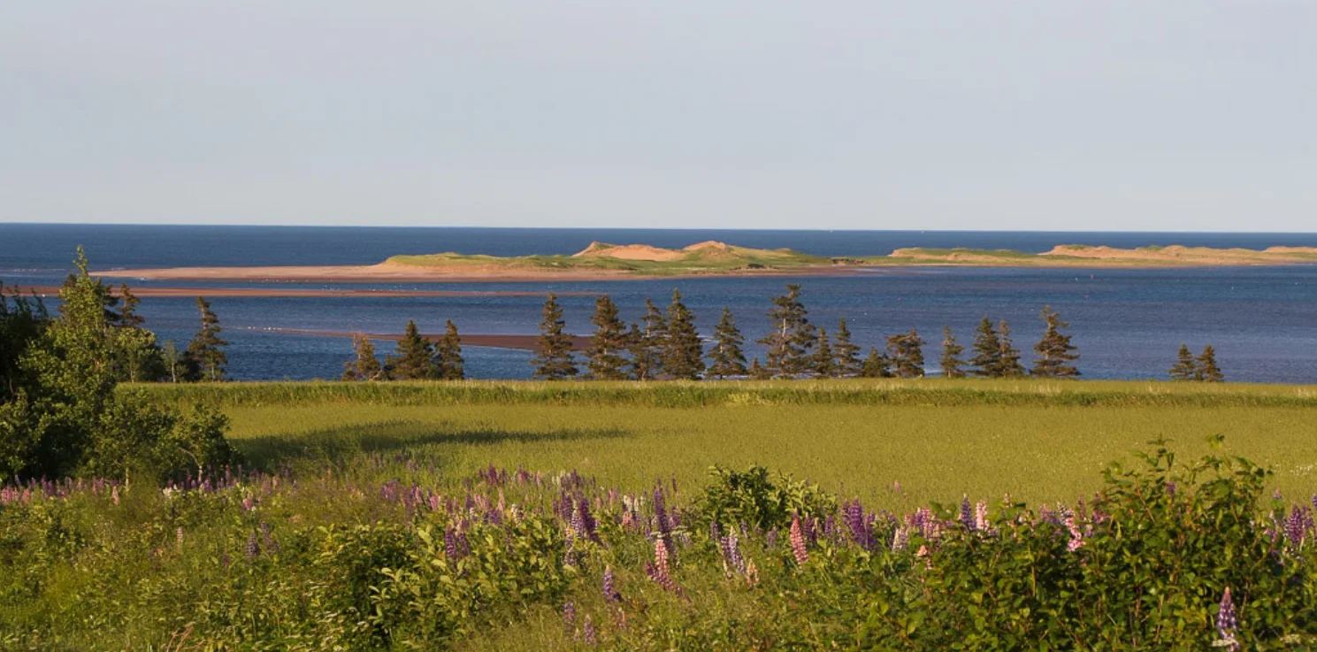 Wildflowers, dunes and water at Cavendish