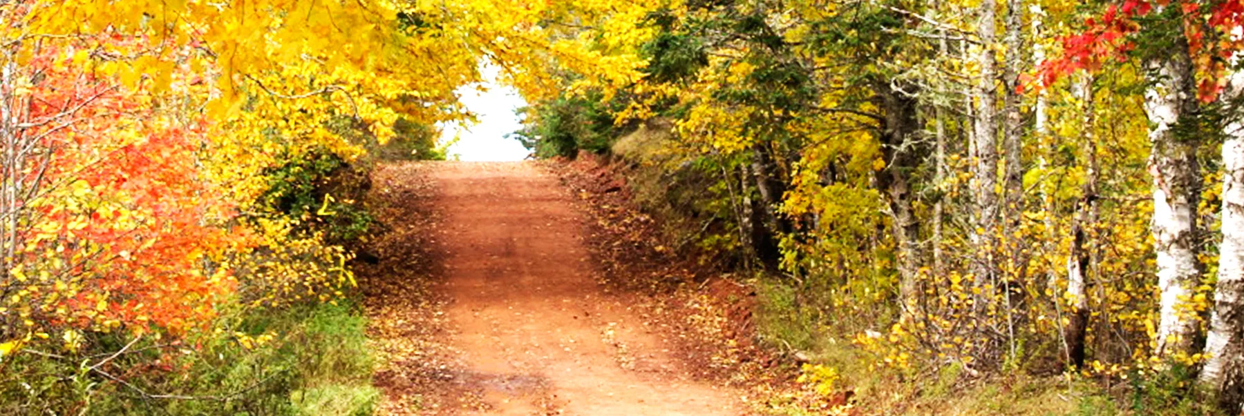 An Island trail surrounded by autumn foliage