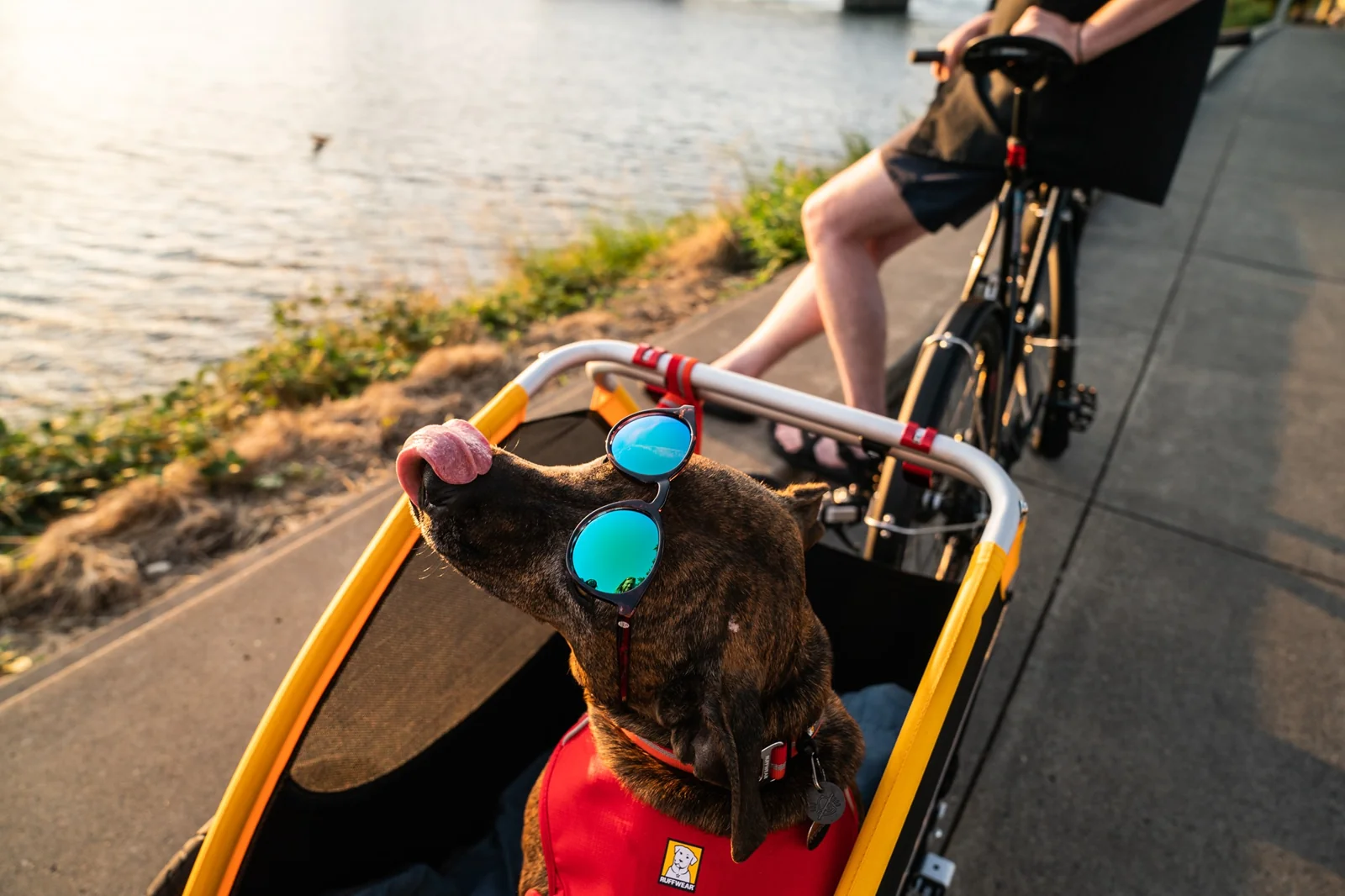 A dog beside a bicycle on a beach