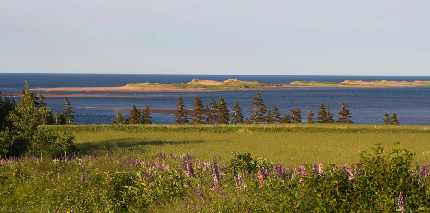 A field beside a coastal inlet