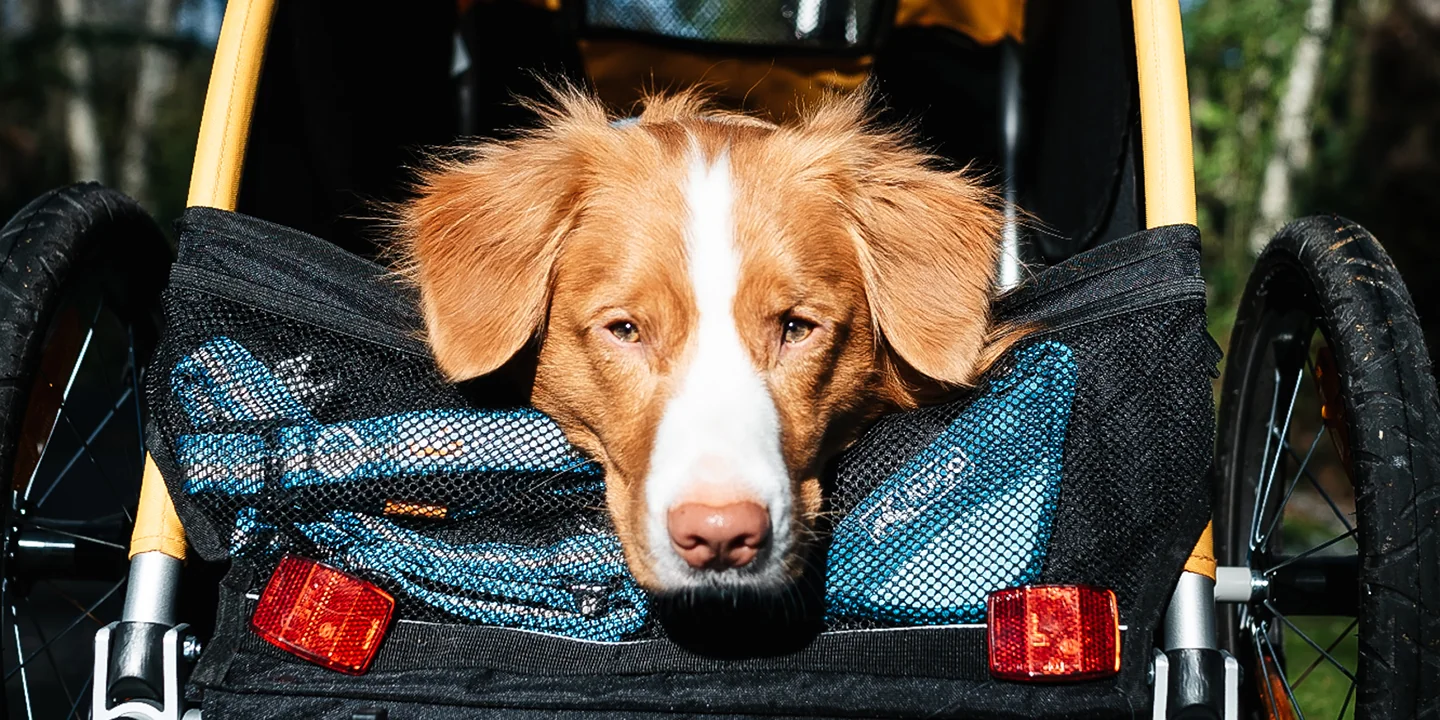 A dog looking out of a bicycle trailer