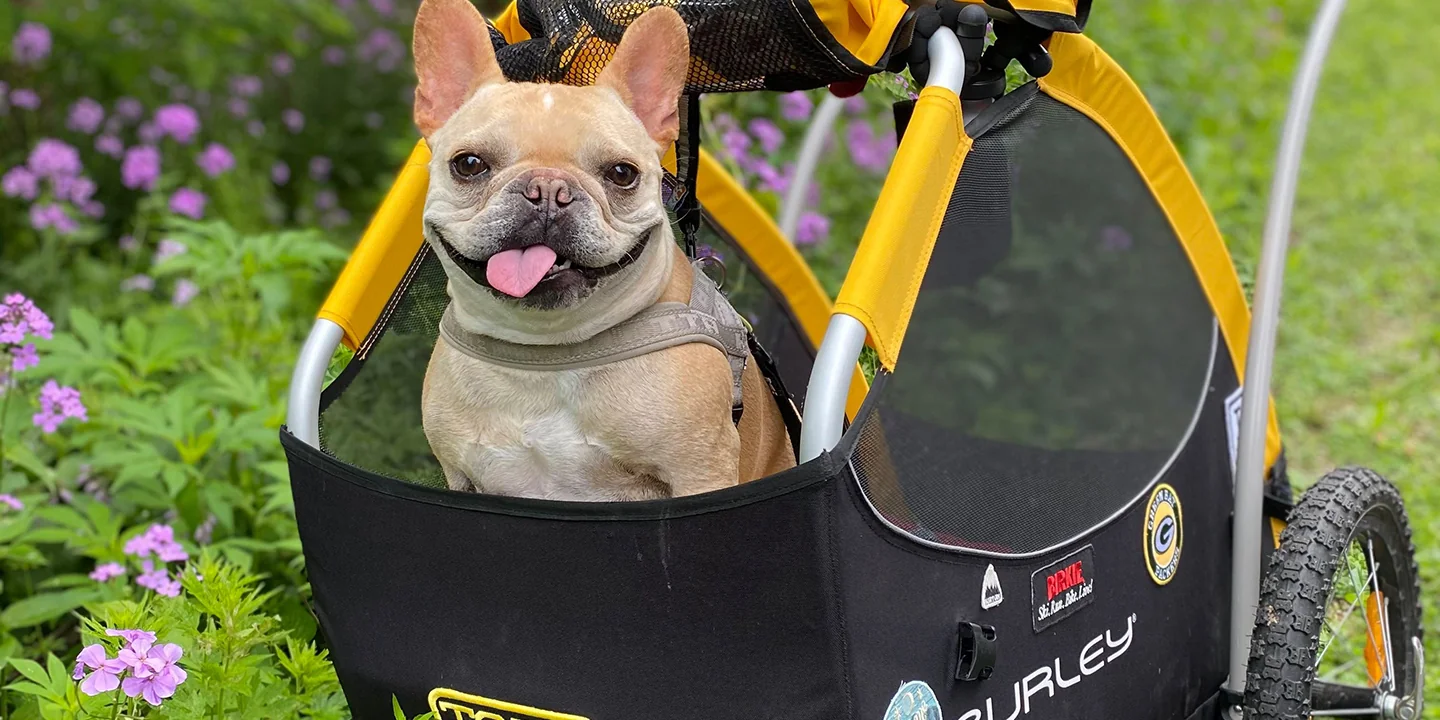 A dog riding in a bicycle trailer